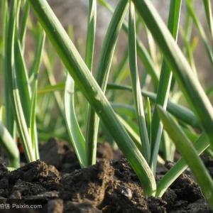 How Long Does It Take for Garlic to Grow & Mature?
