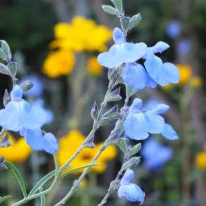 Salvia azurea