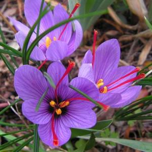 Crocus sativus – Saffron Crocus