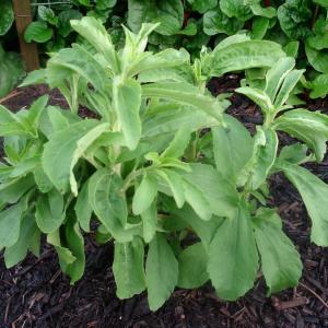 Growing Stevia Plants In Winter: Can Stevia Be Grown Over Winter