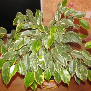 Ficus Tree Care: Tips For Growing Ficus Indoors