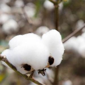 尼日利亚的国花：长绒棉