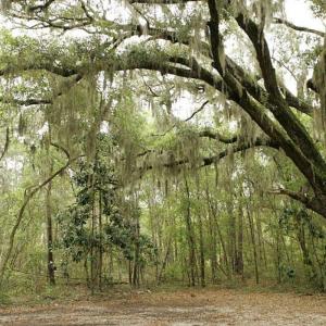 Spanish Moss Removal: Treatment For Trees With Spanish Moss