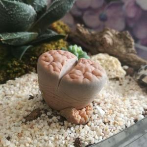What species of lithops is it? Why has it developed lateral wrinkles (shown in the second picture)?