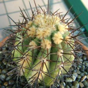 Cactus Problems: Why Is My Cactus Going Soft