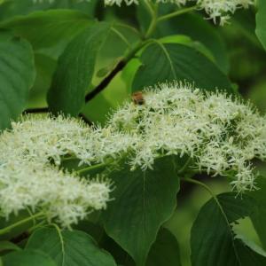 Cornus drummondii