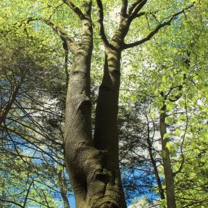 Beech Tree Identification: Growing Beech Trees In The Landscape