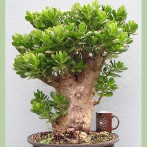 Crassula ovata – Jade Plant, Money Tree