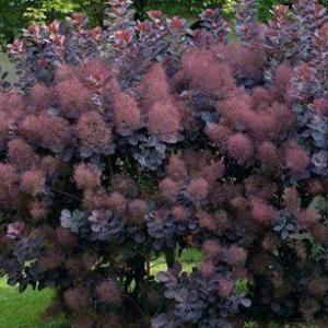 Trimming Smoke Trees – How And When To Prune A Smoke Tree