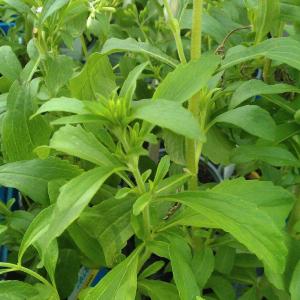 Stevia Plant Care: How And Where Does Stevia Grow