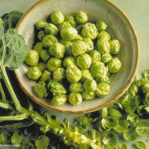 How to Grow Brussels Sprouts in Pots