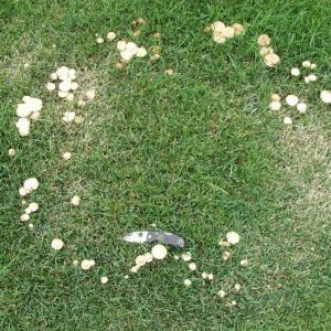 Lawn Mushrooms and Fairy Rings