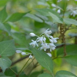 Staphylea trifolia
