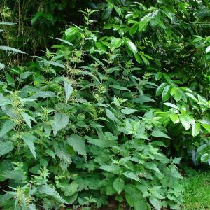 Stinging Nettle Greens: Tips For Growing Nettle Greens In The Garden