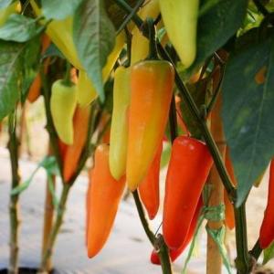 When to Pick Hungarian Hot Wax Peppers?
