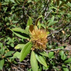 Caring For Chinquapins: Tips On Growing Golden Chinquapin