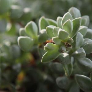How to Grow and Care for Crassula Plants