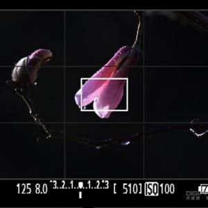 花卉摄影的测光与曝光