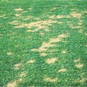Necrotic Ringspot and Summer Patch