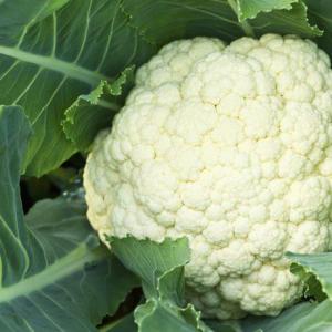 Can Broccoli & Cauliflower Survive Freezing Temperatures in a Garden?
