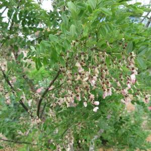Eve’s Necklace Tree Information: Tips For Growing Necklace Trees