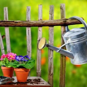 5 consejos básicos para iniciar un jardín con macetas