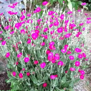 Lychnis coronaria