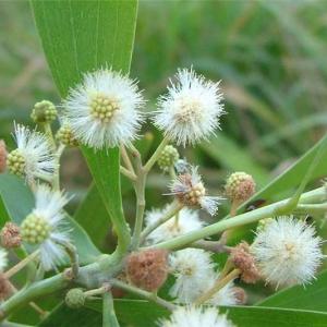 Acacia melanoxylon – Australian Blackwood