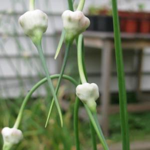 Garlic Propagation: Propagating Garlic Cloves And Bulbs