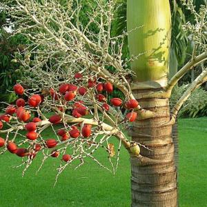 Christmas Palm Tree Facts: Tips On Growing Christmas Palm Trees