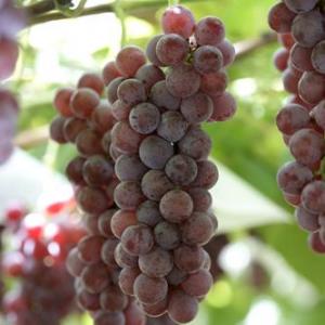 ブドウの特徴と種類
