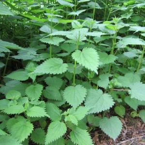 Controlling Stinging Nettle: Getting Rid Of Stinging Nettle Weeds