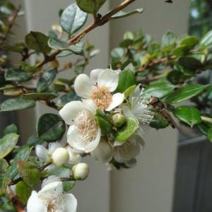 Chilean Myrtle Care: Tips On Growing Chilean Myrtle Plants