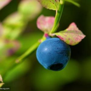 Life Cycle of a Blueberry Bush