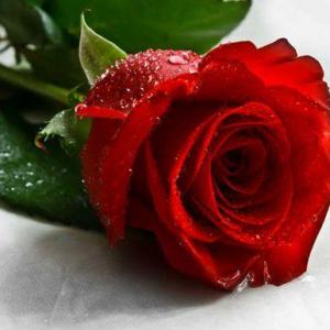 情人节为什么要送玫瑰花