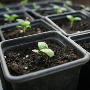 Growing Basil Seeds – How To Plant Basil Seeds