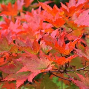 Árboles con color de otoño