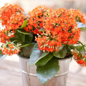 How to Grow and Care for Kalanchoe