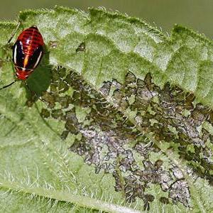 Tarnished and four-lined plant bugs