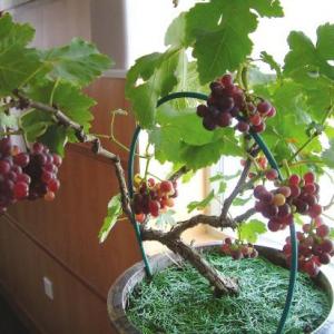 葡萄怎么养_葡萄的家庭养殖方法