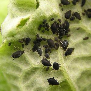 Black bean aphid