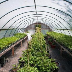 What Can I Grow in a Greenhouse in Winter?