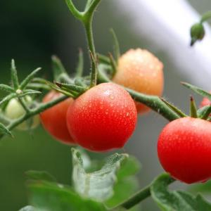 小番茄种子怎么种|轻松育苗