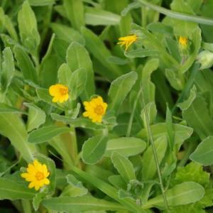 Calendula arvensis – Field Marigold