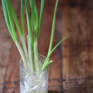 How To Regrow Garlic Chives: Growing Garlic Chives Without Soil
