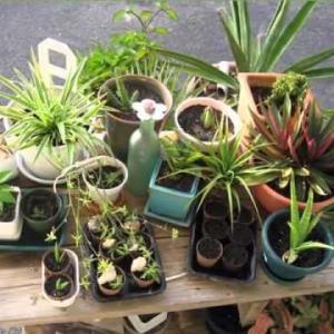 Propagating Spiderettes: Learn How To Root Spider Plant Babies