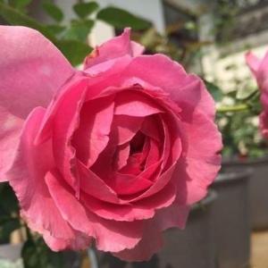 艾弗的玫瑰（Ivor's Rose）