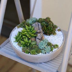 How to Avoid Killing Your Indoor Succulents