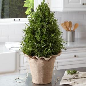 Rosemary Tree For Christmas: How To Care For A Rosemary Christmas Tree