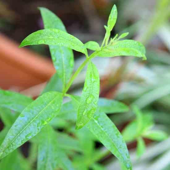 Herb Garden Limette & Verbena Raumduft 